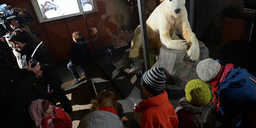 Eisbär Knut