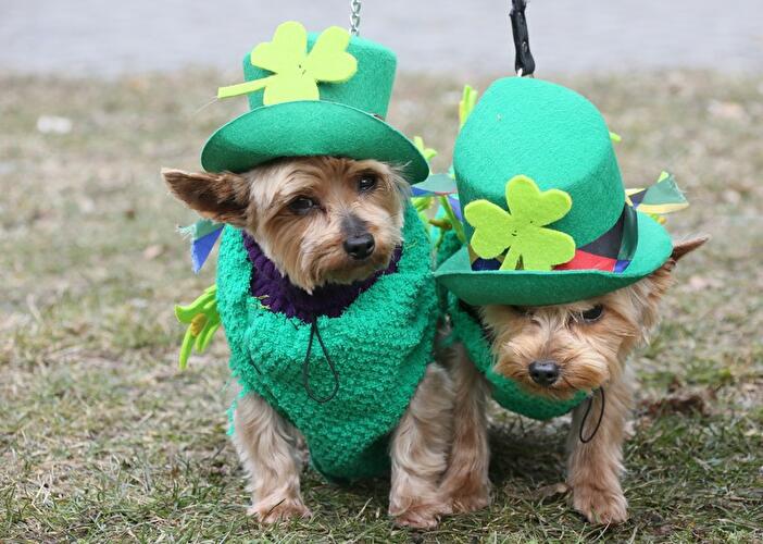 St. Patrick's Day Parade 2013 in Berlin