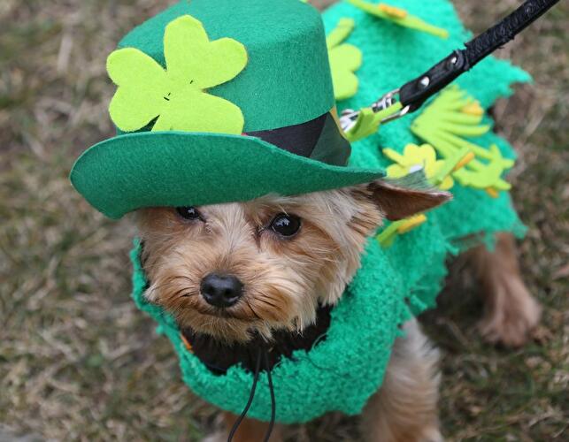 St. Patrick's Day Parade 2013 in Berlin