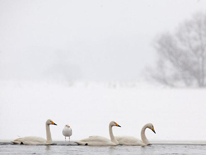 Singschwäne im Nationalpark Unteres Odertal