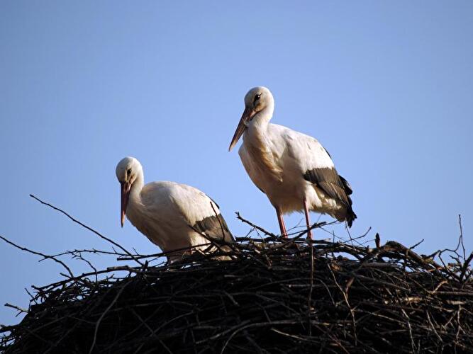 Störche sind in der Prignitz quasi zu Hause