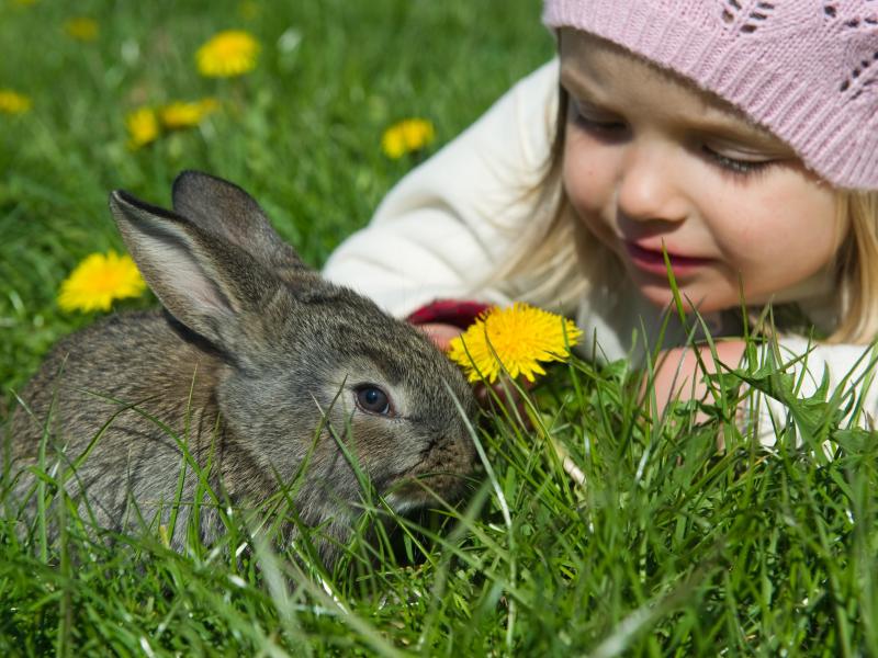 Kaninchen nicht als Haustiere für Kinder geeignet