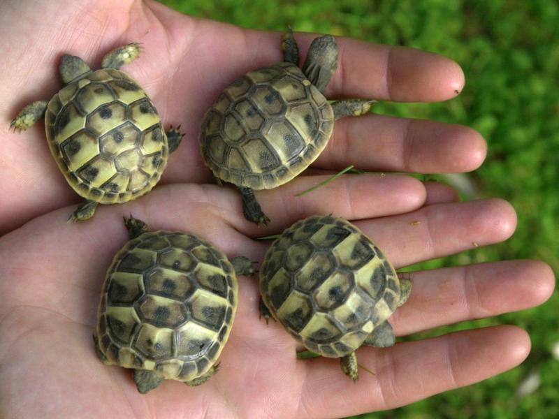 Wie Alt Können Schildkröten Werden