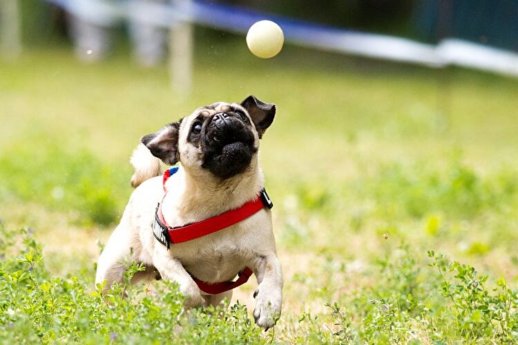 Internationales Mopstreffen