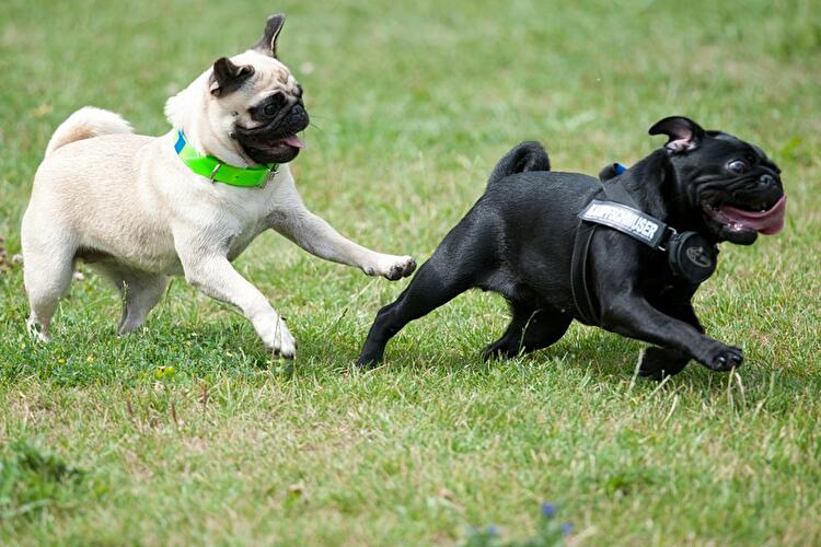 Internationales Mopstreffen