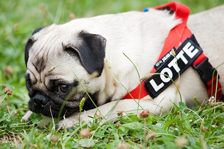 Internationales Mopstreffen