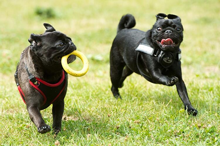 Internationales Mopstreffen