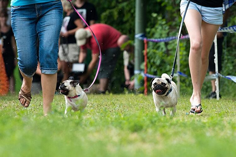 Internationales Mopstreffen