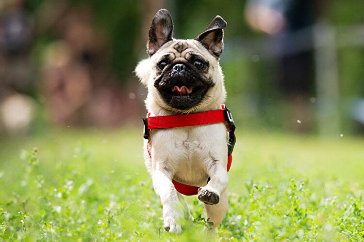 Internationales Mopstreffen