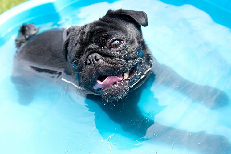 Internationales Mopstreffen