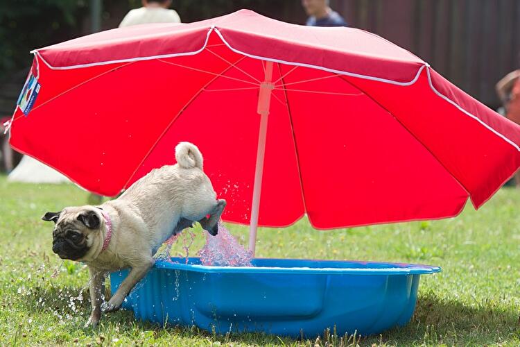 Internationales Mopstreffen