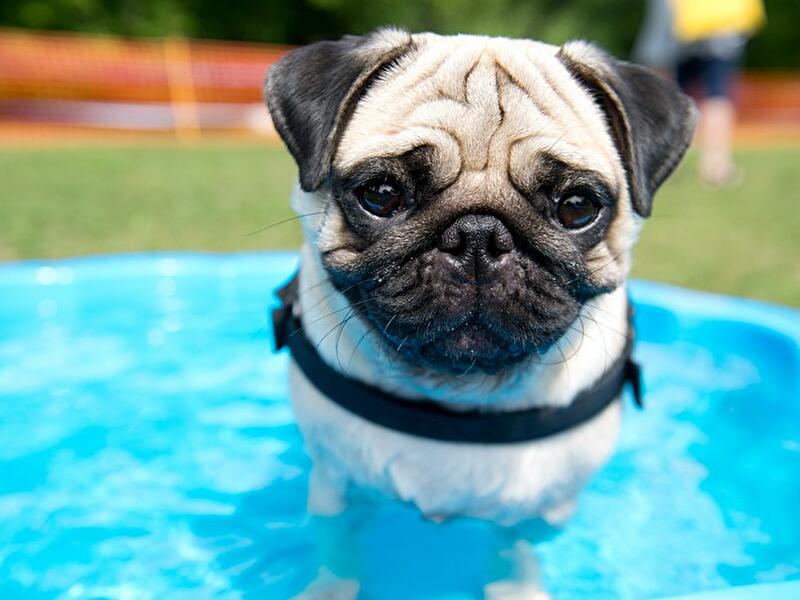 Internationales Mopstreffen