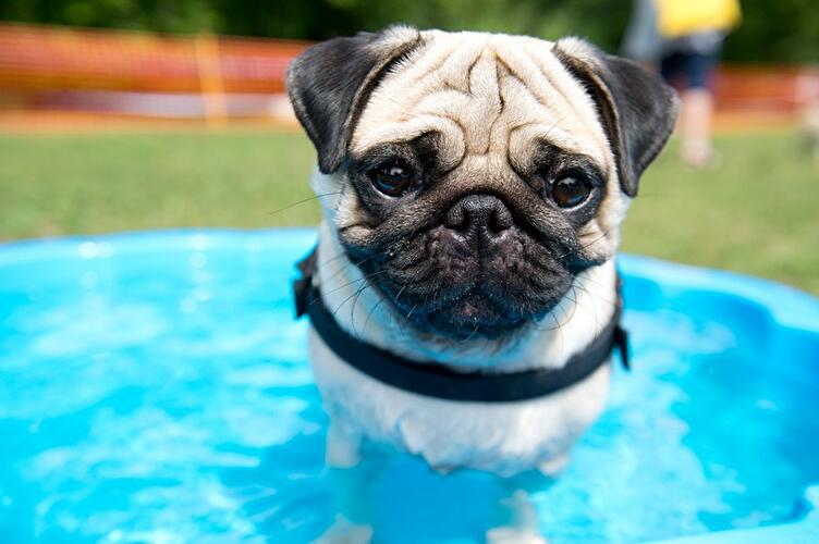 Internationales Mopstreffen