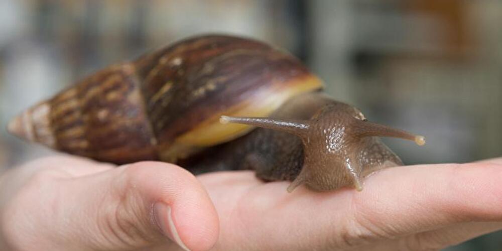 Ungewöhnliche Haustiere: Achatschnecke
