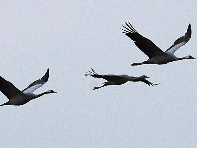 Kraniche im Flug