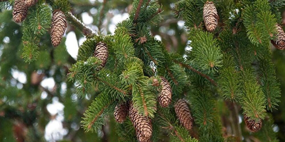 Kiefernzapfen als Baumschmuck