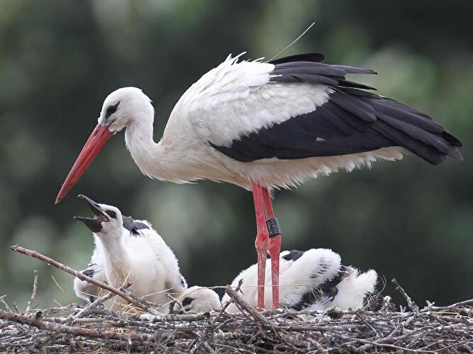 Storch mit Nachwuchs in Rühstädt