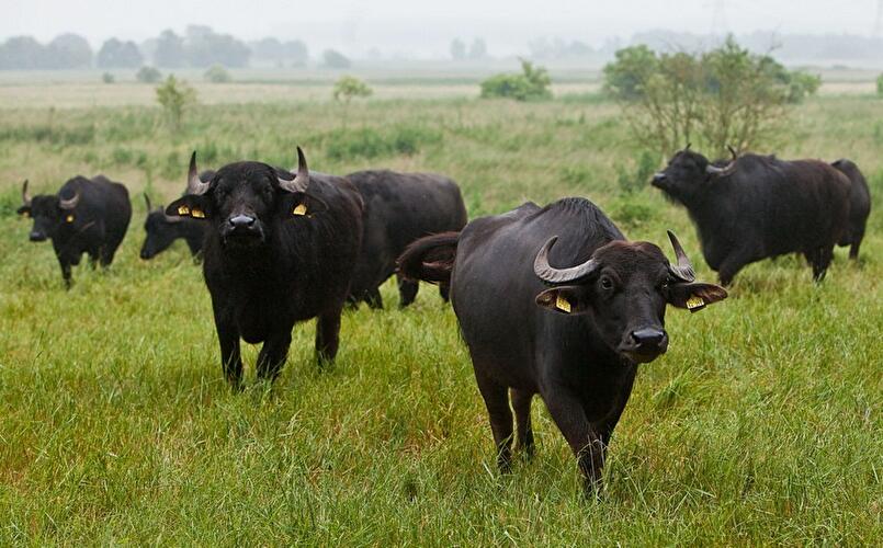 Nationalpark Unteres Odertal