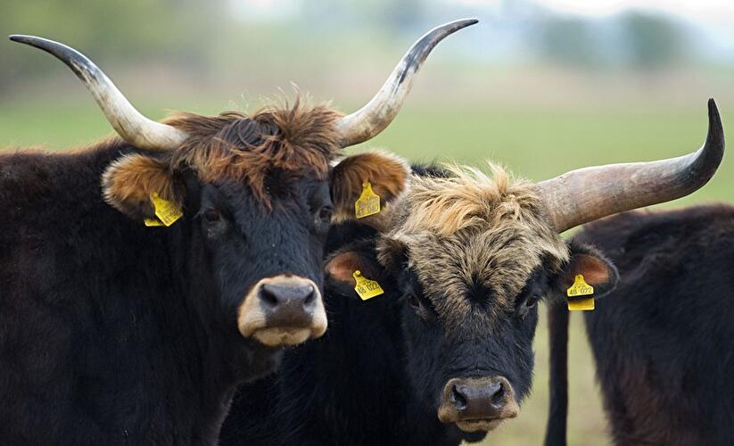 Nationalpark Unteres Odertal