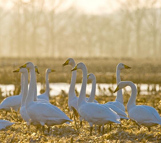 Nationalpark Unteres Odertal