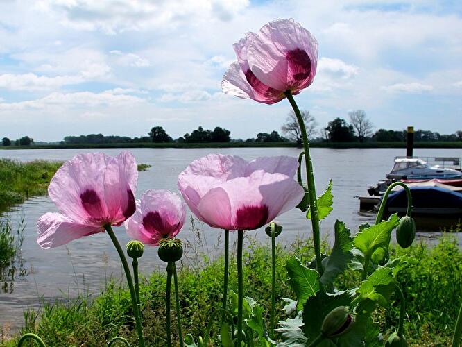 Mohnblumen in der Prignitz