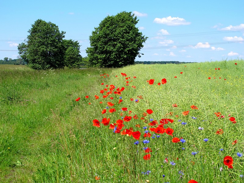 Landschaft in der Prignitz