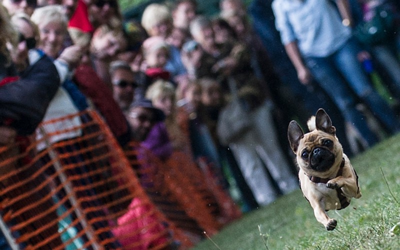 Mops-Treffen in Berlin