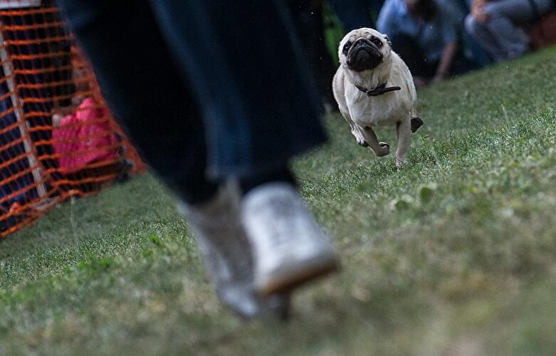 Mops-Treffen in Berlin