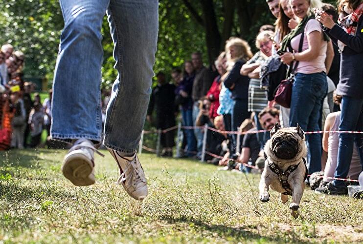 Mops-Treffen in Berlin
