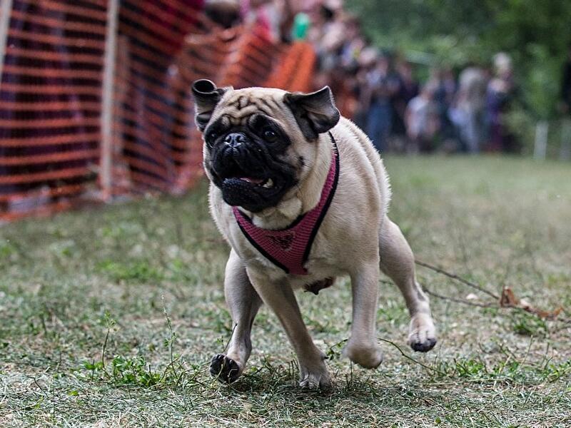 Mops-Treffen in Berlin