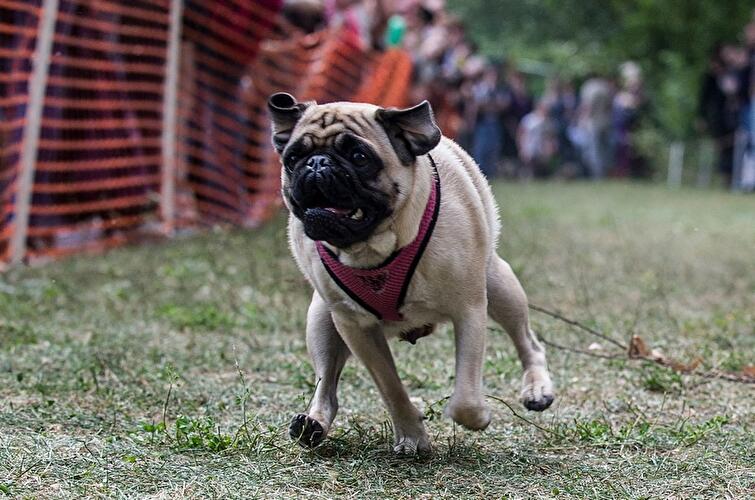 Mops-Treffen in Berlin