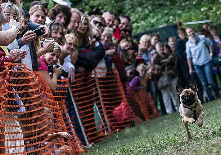 Mops-Treffen in Berlin