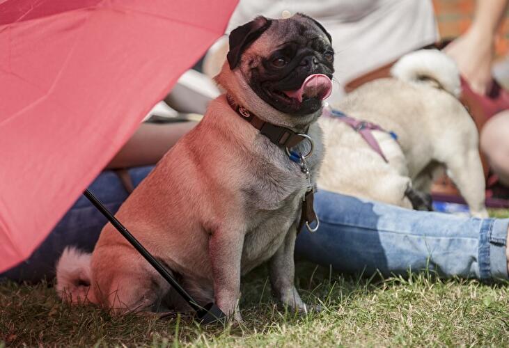 Mops-Treffen in Berlin