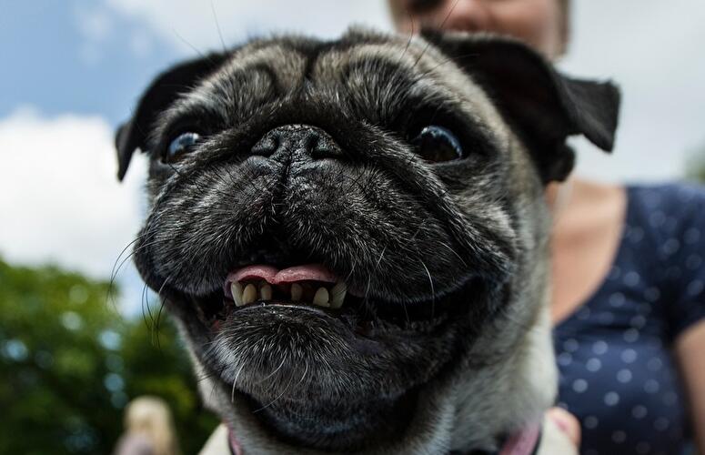Mops-Treffen in Berlin