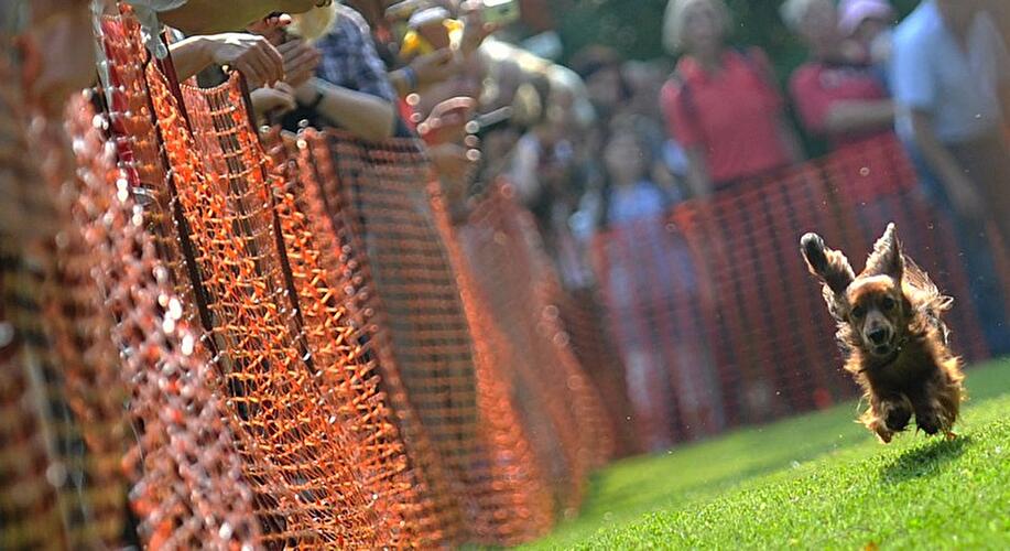 Dackeltreffen Berlin 2014