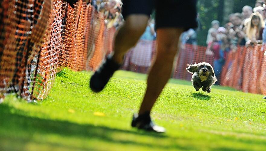 Dackeltreffen Berlin 2014