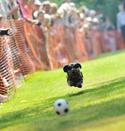 Dackeltreffen Berlin 2014