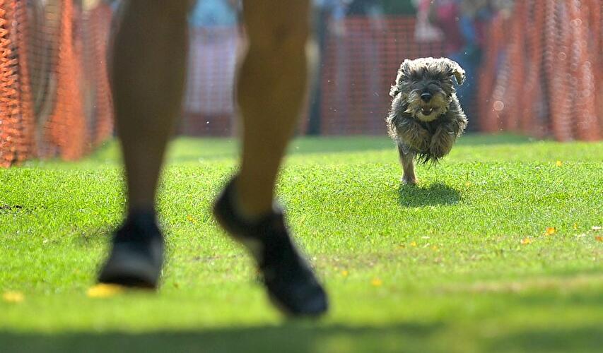 Dackeltreffen Berlin 2014