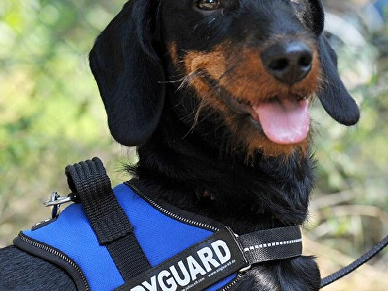 Dackeltreffen Berlin 2014