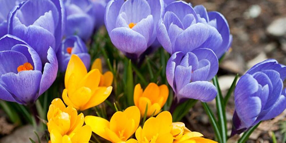 Krokusse