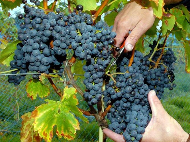 Weinernte