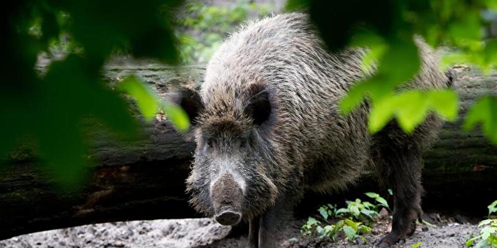 Wildschweine