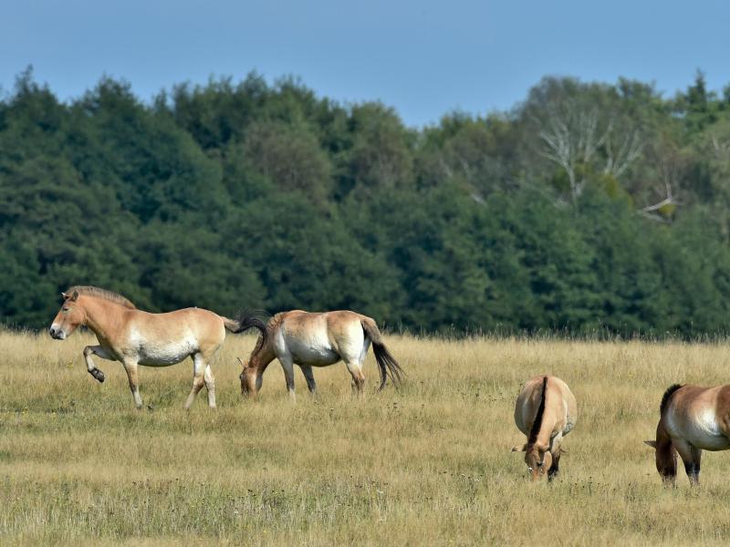 Pferde im Wildpark Schorfheide