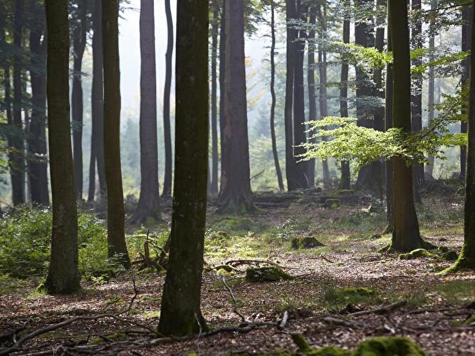 Blick in einen Wald