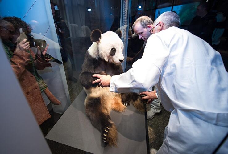 Panda-Ausstellung