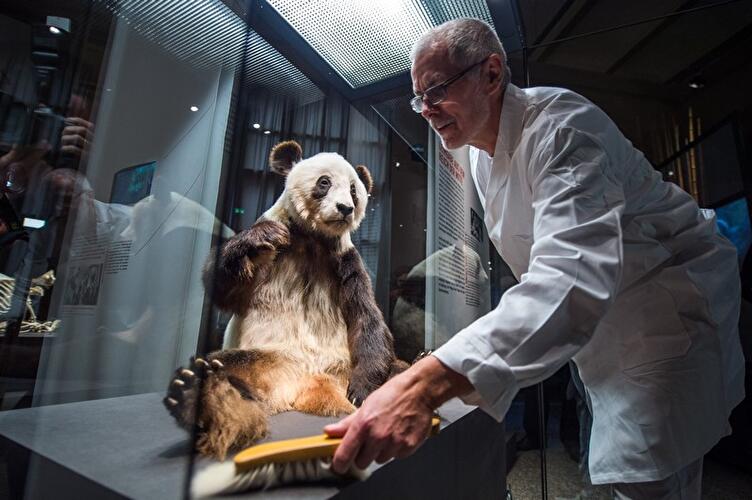 Panda-Ausstellung