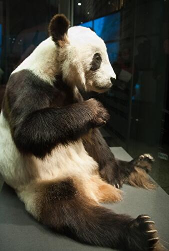 Panda-Ausstellung