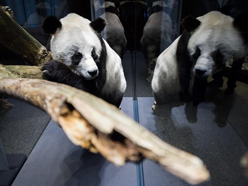 Panda-Ausstellung