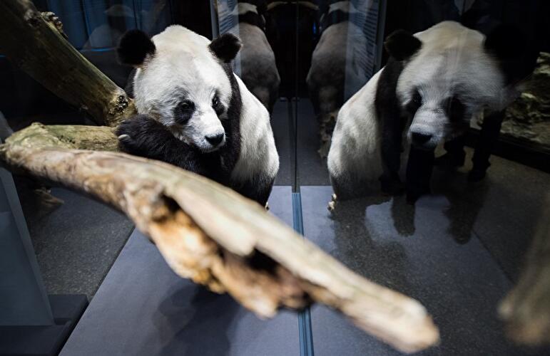 Panda-Ausstellung