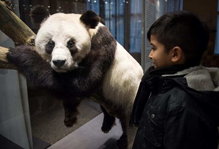 Panda-Ausstellung